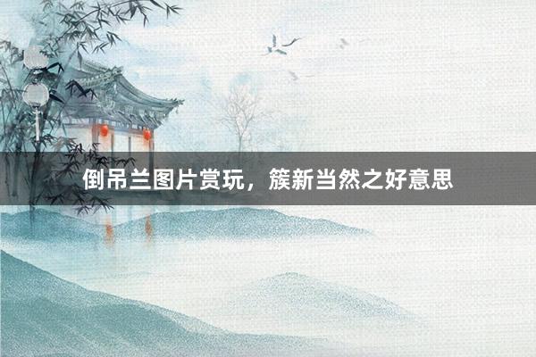倒吊兰图片赏玩，簇新当然之好意思